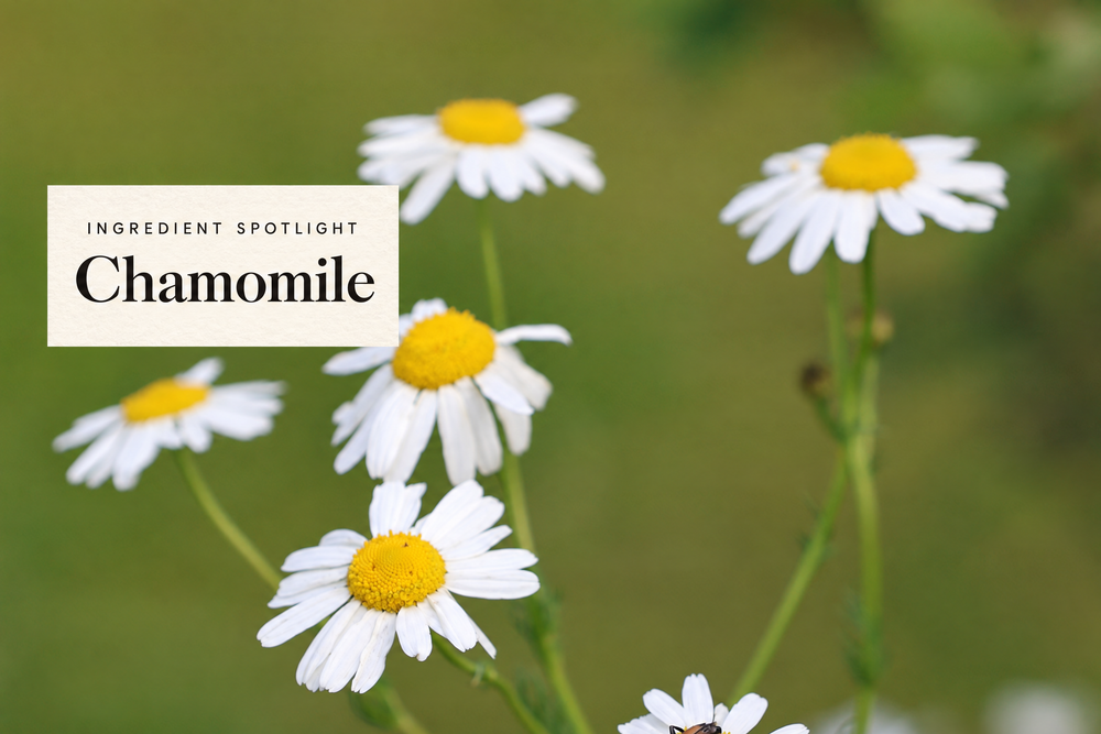 Real photograph of chamomile with a Ingredient Spotlight label.
