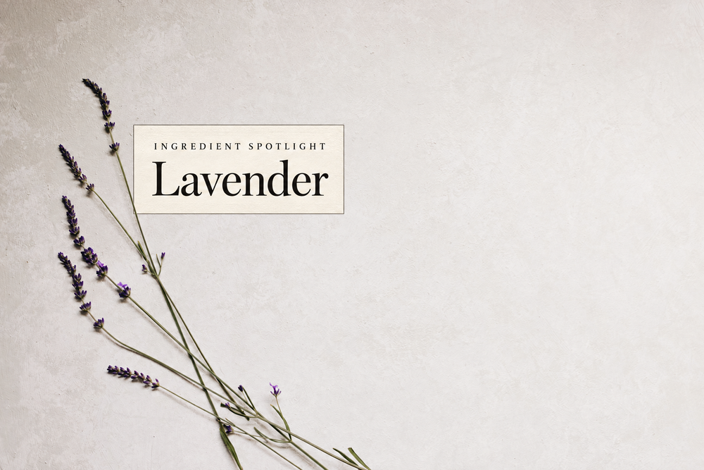 Real photograph of lavender with a Ingredient Spotlight label.