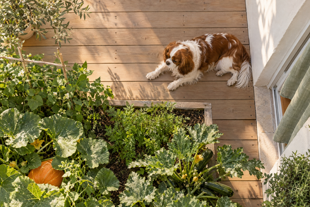 Editorial image for Benefits of Vegan Dog Treats