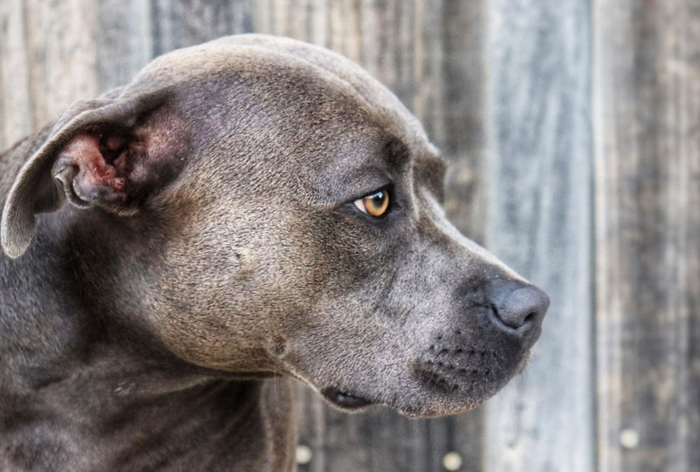 Feature image for 10 Interesting Stats About Dog Theft