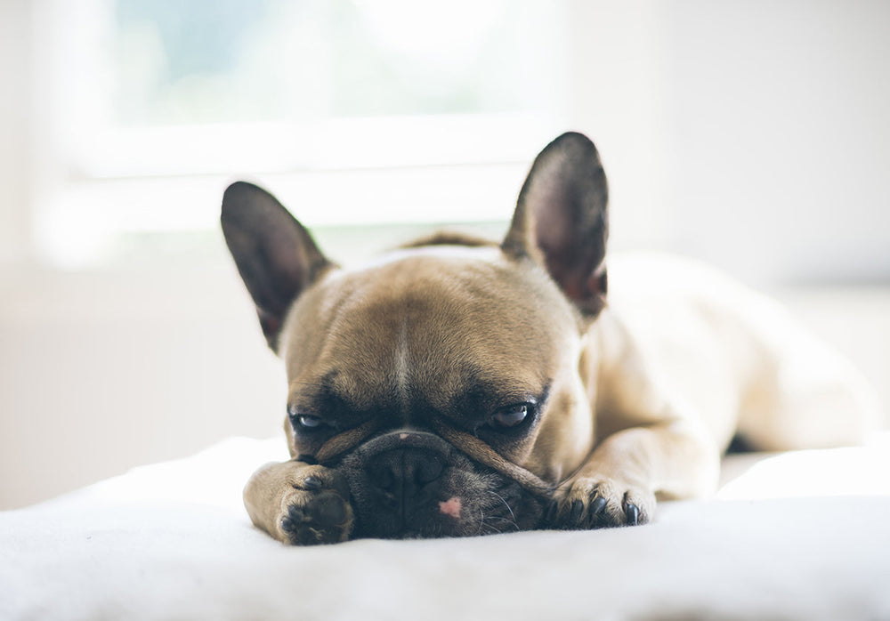 Feature image for Anxious Dogs: Helping Pets Adjust When You Return To The Office