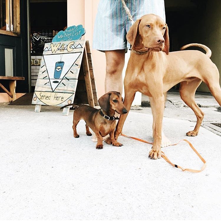 Feature image for Dog Friendly Café's (and restaurant's) in Sydney