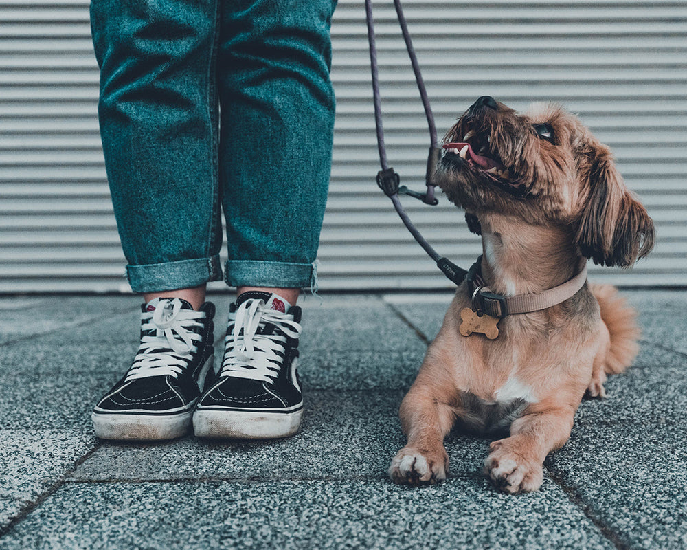 Feature image for Dog Leash Safety Tips: 5 Great Reasons To Always Use A Dog Leash