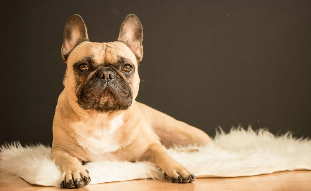 Feature image for Dog Theft in the USA: Understanding the Alarming Trend