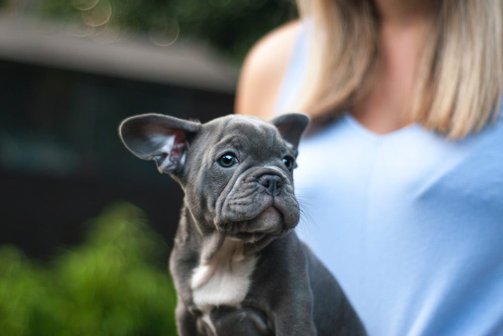 Feature image for The Increasing Prices of Dogs During Covid-19