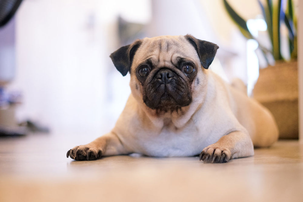 Feature image for Top 10 most commonly stolen dog breeds
