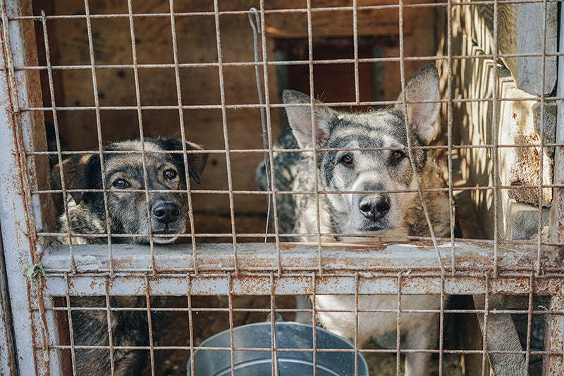Feature image for Whats all this Dognapping about?